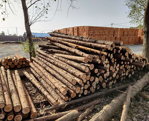 南京云森驳岸木桩、防汛杉木桩、连云港杉木桩与家具应用